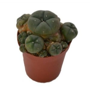 Peyote